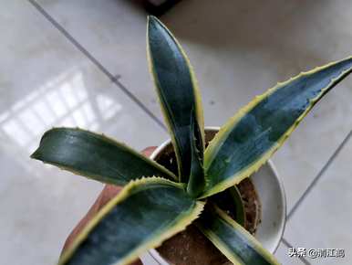 如何种植龙舌兰盆栽植物，盆栽龙舌兰叶变黑