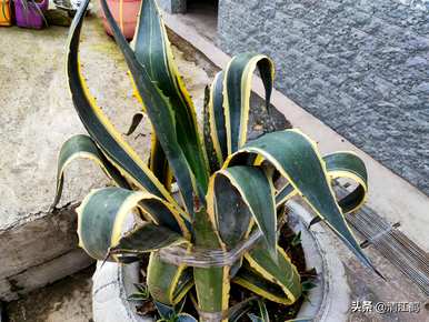 如何种植龙舌兰盆栽植物，盆栽龙舌兰叶变黑