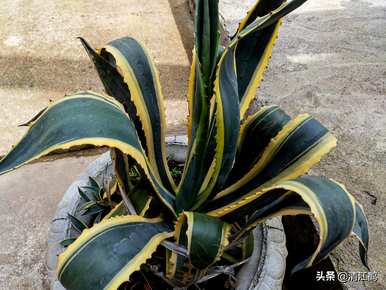 如何种植龙舌兰盆栽植物，盆栽龙舌兰叶变黑