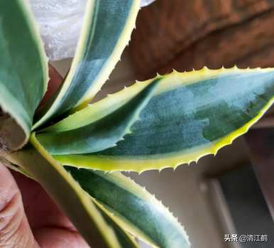 如何种植龙舌兰盆栽植物，盆栽龙舌兰叶变黑