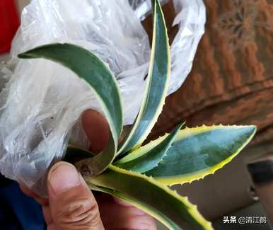 如何种植龙舌兰盆栽植物，盆栽龙舌兰叶变黑