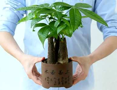 如何在室内浇水富贵树种，如何浇水富贵树种