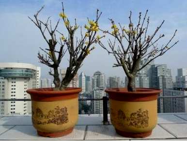 如何养好腊梅幼苗，种植和维护腊梅幼苗