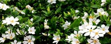 家里养栀子花合适吗？栀子花在家怎么养？