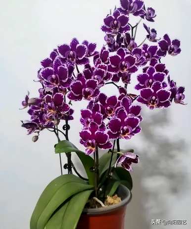 蝴蝶兰何时开花，蝴蝶兰何时开花