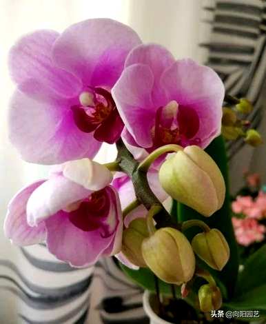 蝴蝶兰何时开花，蝴蝶兰何时开花