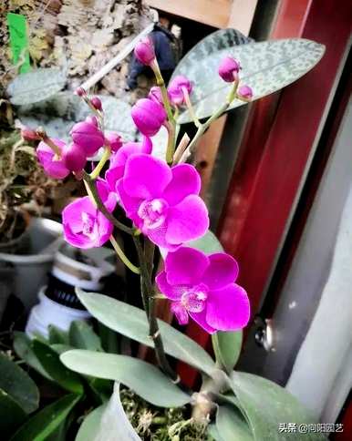 蝴蝶兰何时开花，蝴蝶兰何时开花