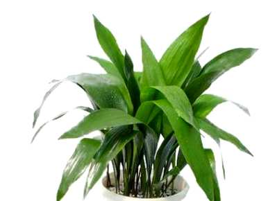 如何饲养一叶兰植物？一叶兰适合客厅吗？