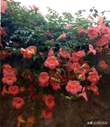 凌霄花是什么样的，凌霄花的叶子是什么样的？