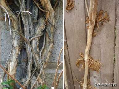凌霄花是什么样的，凌霄花的叶子是什么样的？