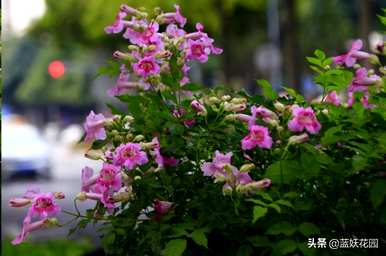 凌霄花是什么样的，凌霄花的叶子是什么样的？