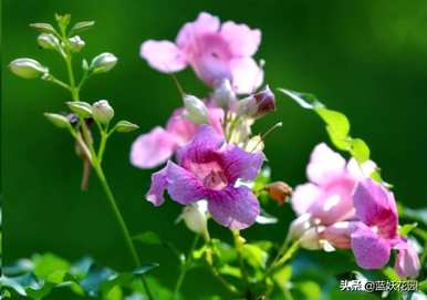 凌霄花是什么样的，凌霄花的叶子是什么样的？