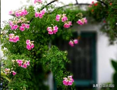 凌霄花是什么样的，凌霄花的叶子是什么样的？