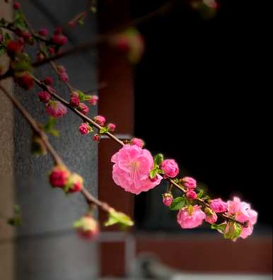 哪些花适合北方养，哪些花适合北方养？
