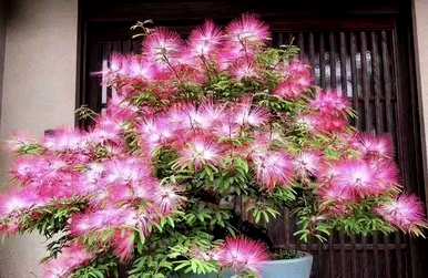 哪些花适合北方养，哪些花适合北方养？