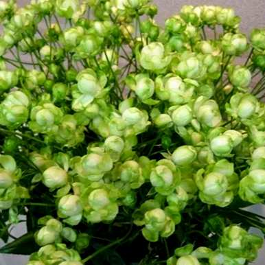 月季花有哪些种类，月季花有哪些颜色？