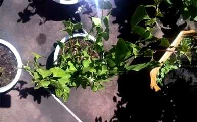 三角梅几个月开花有毒，三角梅怎么养才开花？