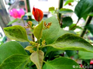 三角梅几个月开花有毒，三角梅怎么养才开花？