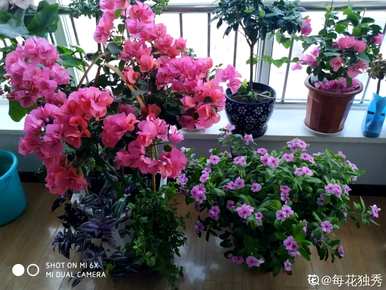 三角梅几个月开花有毒，三角梅怎么养才开花？