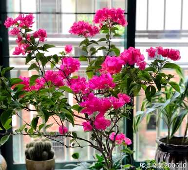 三角梅几个月开花有毒，三角梅怎么养才开花？