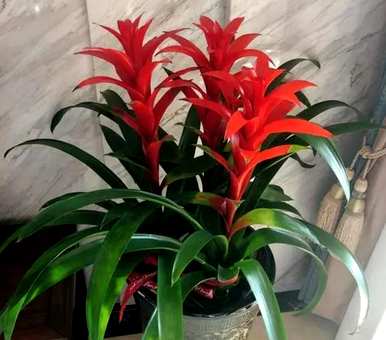 喜阴植物有哪些，喜阴水培植物有哪些？