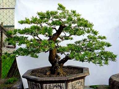 如何培育罗汉松，如何培育岛屿罗汉松