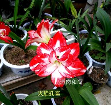 朱顶红哪个品种好，朱顶红哪个品种好？