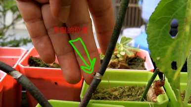 蝴蝶兰的主要繁殖方法是什么？蝴蝶兰根的扦插繁殖方法是什么？
