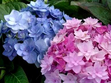 鲜切绣球花枯萎怎么办？绣球花放在花瓶里很容易枯萎