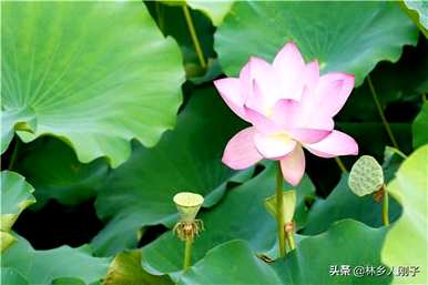 荷花什么时候能种得最好，晚年荷花种子怎么种？