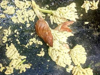 盆栽栽培方法，盆栽棕榈树如何浇水？