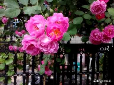 野玫瑰花期和开花时间，野玫瑰花期如何嫁接？