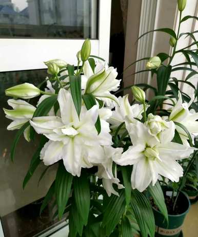 如何养双瓣百合，重瓣百合新品种