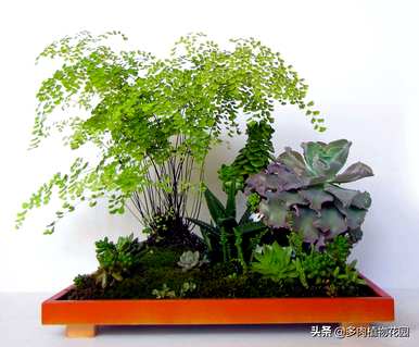 铁线蕨养护管理视频，铁线蕨养护的要点是什么？