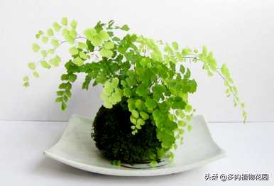 铁线蕨养护管理视频，铁线蕨养护的要点是什么？