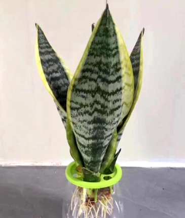 白玉虎皮兰怎么繁殖，白玉虎皮兰怎么繁殖？