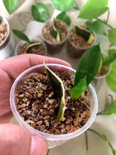如何更好地扦插虎皮掌？虎皮掌怎么能活插？
