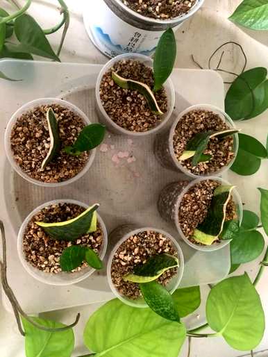 如何更好地扦插虎皮掌？虎皮掌怎么能活插？
