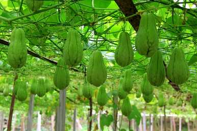 佛手瓜种植方法教程，如何种植佛手瓜最好
