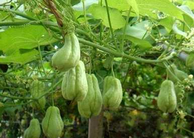 佛手瓜种植方法教程，如何种植佛手瓜最好
