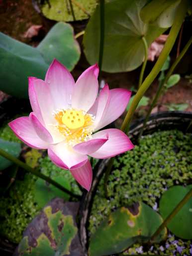 池塘红莲花种子种植技术，如何种植观赏莲花种子