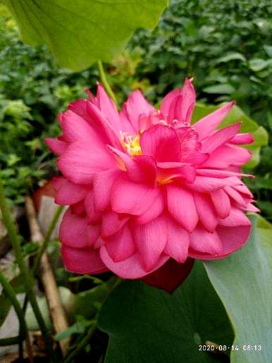 池塘红莲花种子种植技术，如何种植观赏莲花种子