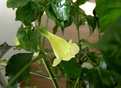 幸福树开花多久？幸福树开花多久？