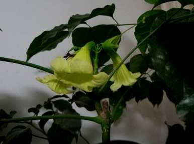 幸福树开花多久？幸福树开花多久？