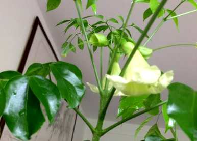 幸福树开花多久？幸福树开花多久？