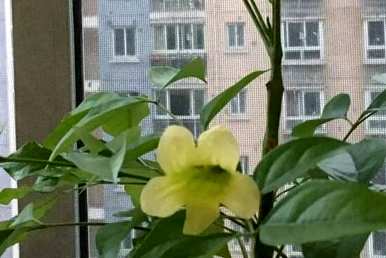幸福树开花多久？幸福树开花多久？
