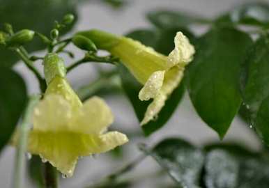 幸福树开花多久？幸福树开花多久？