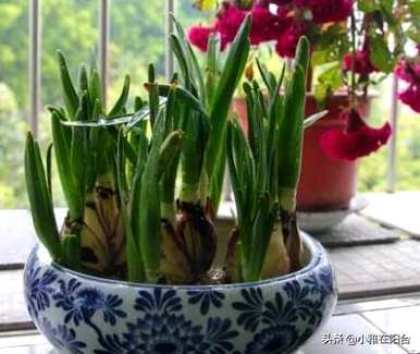 水仙花开花需要多长时间？水仙花什么时候在春节开花？