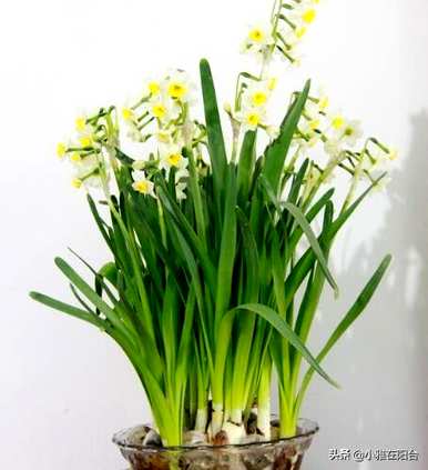 水仙花开花需要多长时间？水仙花什么时候在春节开花？