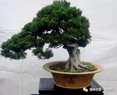 龙柏修剪只剩下主干了。如何修剪龙柏盆景？
